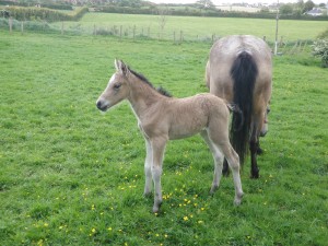 Country Kids foal Sunny 