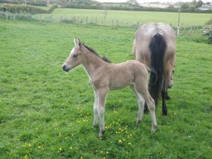 Country Kids foal Sunny Country Kids foal Sunny